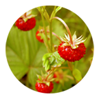 Picture of wild berries